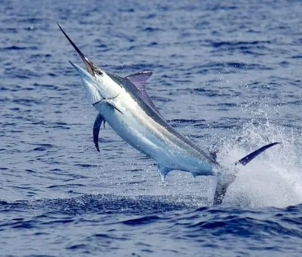 north drop marlin