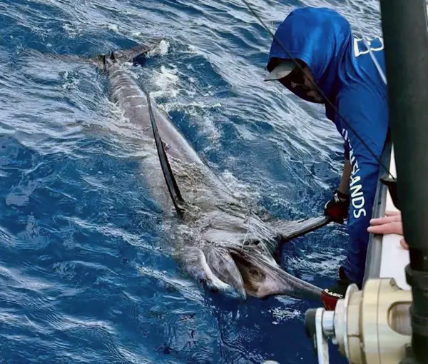 marlin caught at the north drop